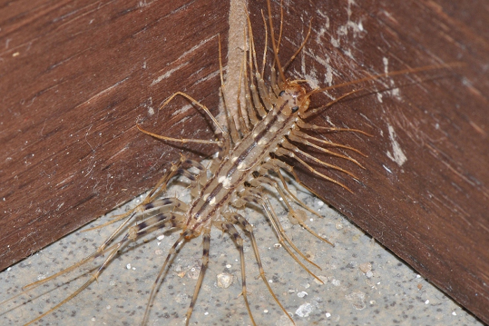 Scutigera coleoptrata?